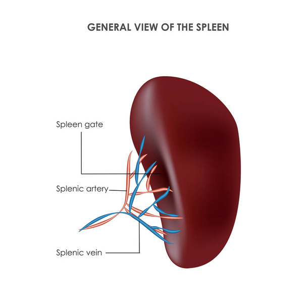 Spleen structure, medical vector illustration - Vector, Image