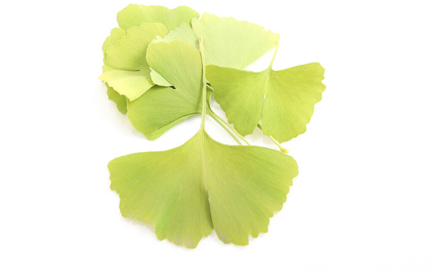 Ginkgo biloba foglie isolate su uno sfondo bianco
 - Foto, immagini