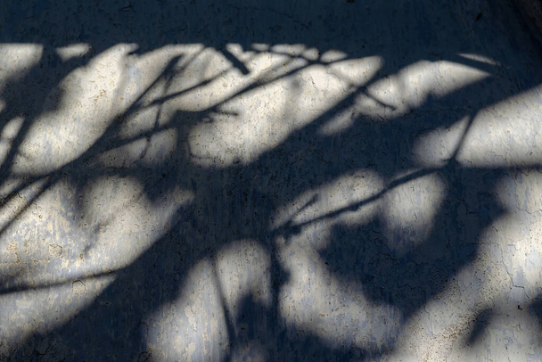 Sombras grises de ramas y hojas en la antigua pared frontal. La pared agrietada y envejecida del edificio. Luz del sol. Enfoque selectivo. - Foto, Imagen