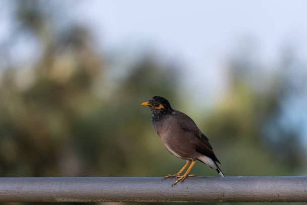 Common Myna bird (Acridotheres tristis) This bird is native to the Indian subcontinent and Asia. - Photo, Image