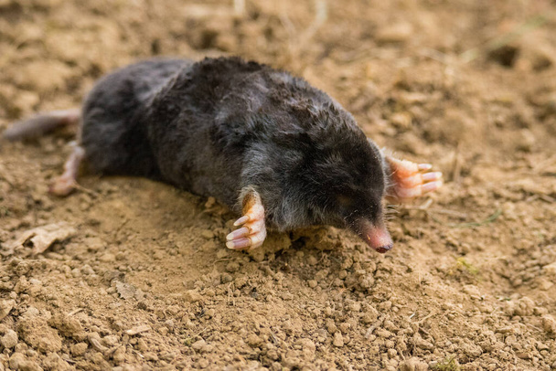 European mole (Talpa europaea) is a mammal of the order Eulipotyphla. It is also known as the common mole and the northern mole. - Photo, Image