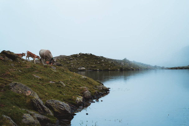 Eine Gruppe Kühe nähert sich dem Ufer eines nebligen Sees, um in den Pyrenäen etwas Wasser zu trinken - Foto, Bild
