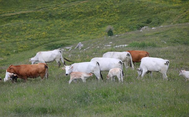 vaca blanca que amamanta al ternero joven y a otras vacas que pastan en el prado de alta montaña - Foto, Imagen