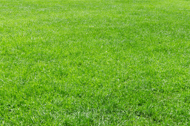Солнечный свежий естественный фон травы
 - Фото, изображение