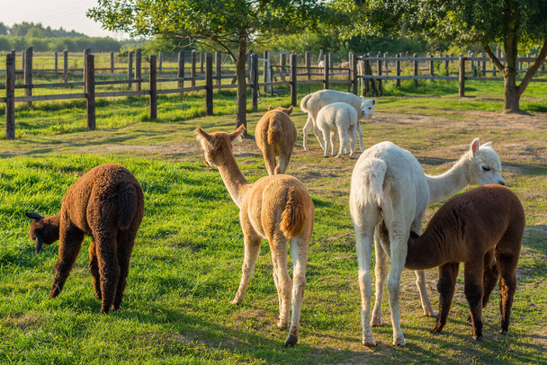 Stado alpaków na wiejskim ranczu w słoneczny dzień - Zdjęcie, obraz