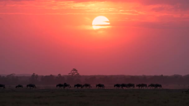 Wildebeest Suuri muuttoliike Afrikassa  - Materiaali, video