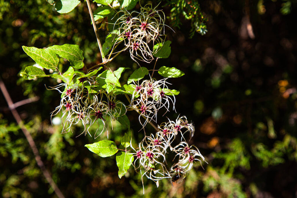 Клематиси життєво важливі рослини в осінньому парку, сонячний день
 - Фото, зображення