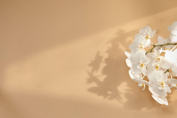 Vue de dessus des fleurs d'orchidée sur un fond beige. Espace vide pour votre texte - Photo, image