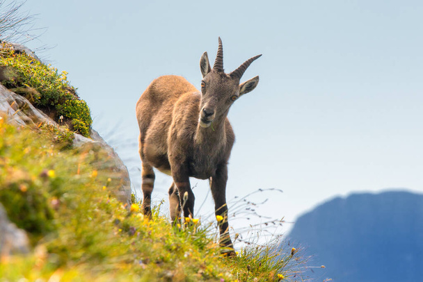 Alpine ibex (Capra ibex) perched on rock - Photo, Image