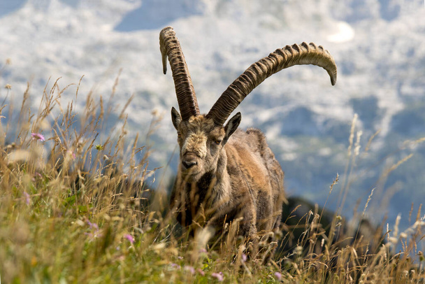 Dorosły samiec ibex alpejski (Capra ibex) - Zdjęcie, obraz