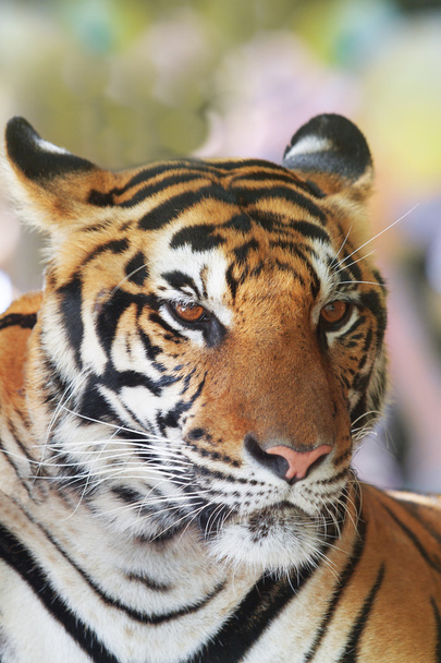 Close-up van gezicht van Indo-Chinese tijger voor dieren en het wild leven gebruiken - Foto, afbeelding