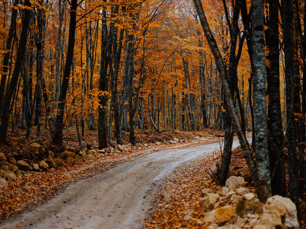 Forest trail trees autumn golden leaves nature - Фото, изображение