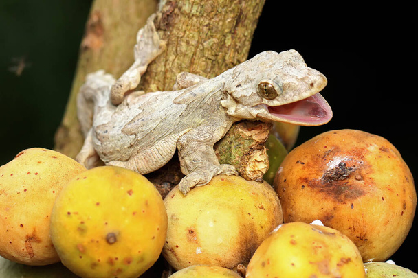 A Kuhl's flying gecko resting. This reptile has the scientific name Ptychozoon kuhli.  - Photo, Image