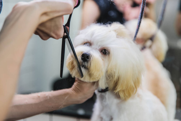 Dog care. Grooming of dogs in the salon. - Фото, зображення
