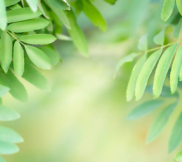 Blurred Green leaves on green background with soft focus and copy space, eco concept - Foto, afbeelding