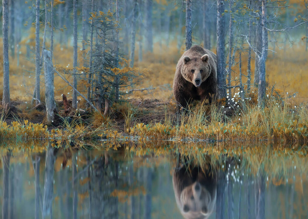 Eurázsiai barna medve áll egy tó mellett a finn erdőkben ősszel.  - Fotó, kép