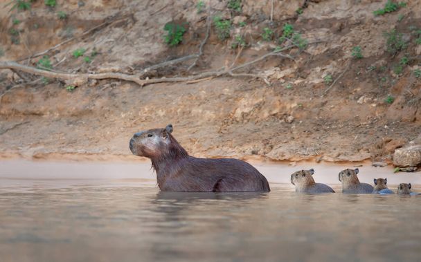 Close-up of a family of Capybaras in water, South Pantanal, Brazil.	 - Fotoğraf, Görsel