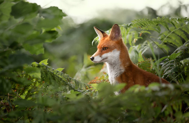 Close up of a Red fox (Vulpes vulpes) in ferns, UK. - Photo, Image