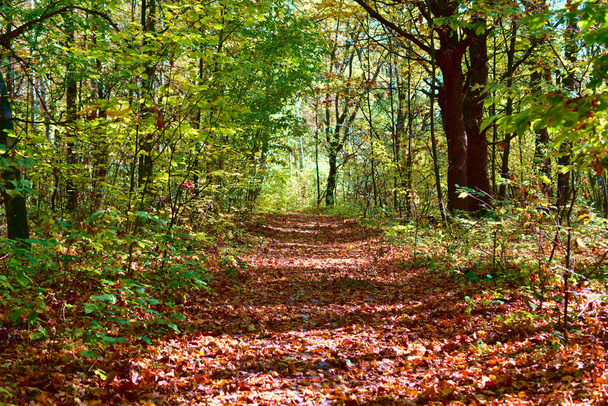 Um caminho florestal coberto com folhas amarelas secas. - Foto, Imagem