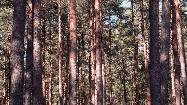 troncs de pins, plus près et plus loin, fond naturel dans des tons brunâtres - Photo, image