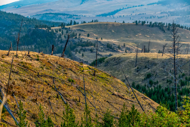 Erdőtüzek okozta károk és az ökoszisztéma helyreállítása - Fotó, kép