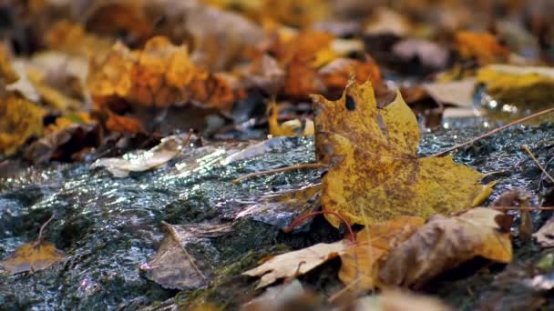Herfst gele esdoorn bladeren zijn gevallen in het water - Video