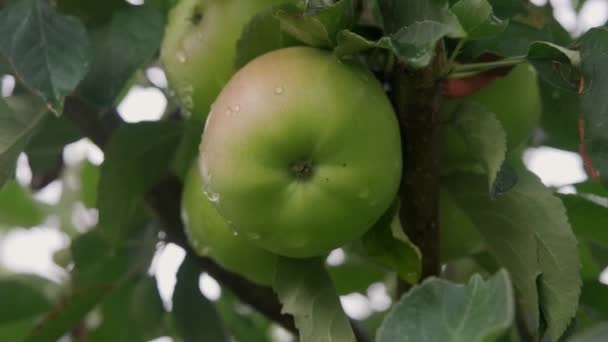 Yağmurdan sonra organik meyve bahçesinde taze kırmızı elmalar. Yağmur ve damlalar dalda asılı elmaların üzerine. - Video, Çekim