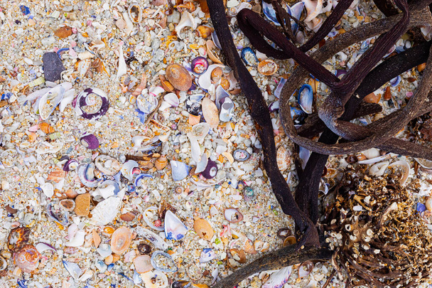 Overhead view of washed up and broken sea shells on sandy beach in Cape Town - Photo, Image