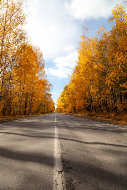 Dividing strip close-up. The road among the autumn forest. Golden autumn - 写真・画像