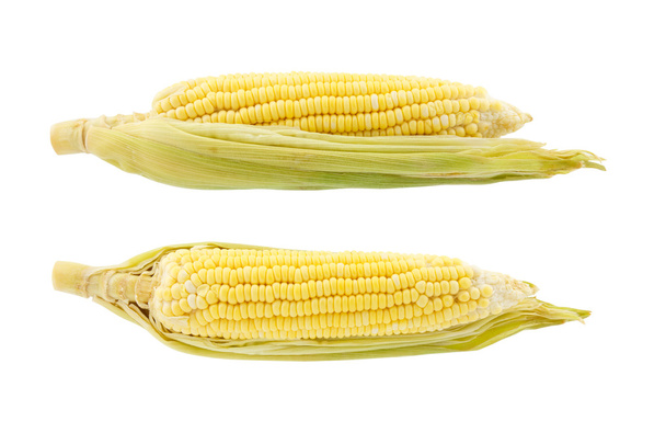 Two corn isolated on white background - Fotoğraf, Görsel