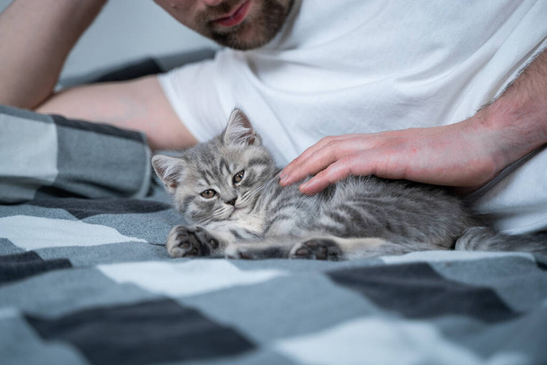 Beste Freunde beim Mittagsschlaf. Mann liegt auf Bett und spielt mit britischem Kätzchen. Beziehung zwischen Besitzer und Haustier Katze. Entzückende pelzige Kätzchen Scottish Straight Rasse verbringt Zeit mit Mann. - Foto, Bild