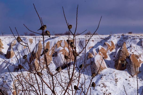 Piękny krajobraz gołębi latają w dolinie gołębia Cappadocia, Uchisar, Turcja. Stado puszystych gołębi na białym śniegu w Dolinie Gołębi w zimie. Ośnieżony krajobraz - Zdjęcie, obraz