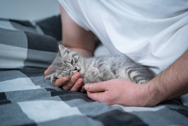 Best friends taking nap. Man lies on bed and plays with British little kitten. Relationship of owner and domestic feline animal pet. Adorable furry kitten Scottish Straight breed spends time with man. - Photo, Image