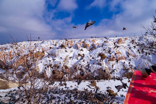 Prachtige landschap van duiven vliegen in Cappadociaduif vallei, Uchisar, Turkije. Een zwerm pluizige duiven op witte sneeuw in Pigeon Valley in de winter. Sneeuwlandschap - Foto, afbeelding