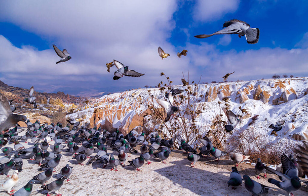 Türkiye 'nin Uchisar kentindeki Kapadokya güvercin vadisinde güzel güvercinler uçuyor. Kışın Güvercin Vadisi 'nde beyaz kar üzerinde tüylü güvercin sürüsü. Karlı manzara - Fotoğraf, Görsel