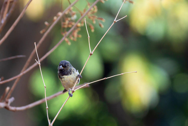 Sárgahasú magevő hím, más néven Baiano, aki egy erdő faágán üldögél. Faj Sporophila nigricollis. Madárimádó. Madarászás. Természet - Fotó, kép