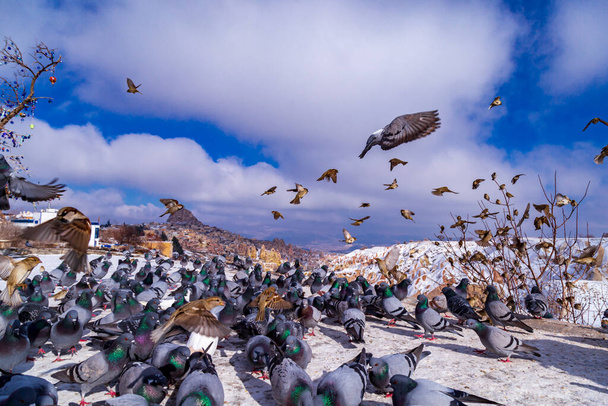 Beautiful landscape of pigeons are flying in Cappadocia pigeon valley, Uchisar, Turkey. Flock of fluffy pigeons on white snow in Pigeon Valley in winter. Snowy landscape - Photo, Image