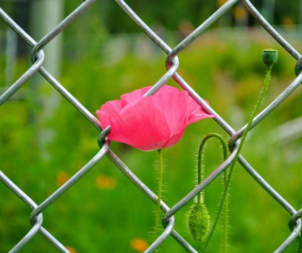 Поппи выросла в заборе - Фото, изображение