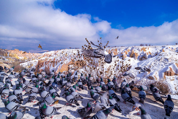 Piękny krajobraz gołębi latają w dolinie gołębia Cappadocia, Uchisar, Turcja. Stado puszystych gołębi na białym śniegu w Dolinie Gołębi w zimie. Ośnieżony krajobraz - Zdjęcie, obraz