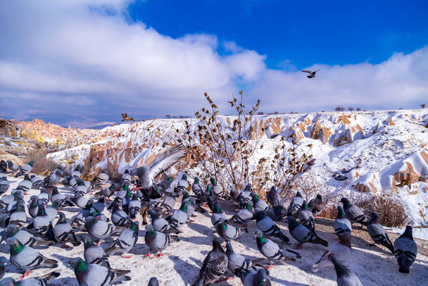 Schöne Landschaft von Tauben fliegen in Kappadokien Taubental, Uchisar, Türkei. Schar von flauschigen Tauben auf weißem Schnee im Pigeon Valley im Winter. Verschneite Landschaft - Foto, Bild