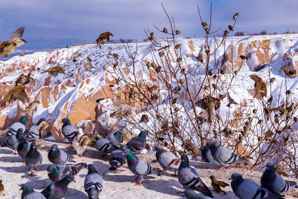 Krásná krajina holubů létá v Cappadocia Pigeon Valley, Uchisar, Turecko. Hejno nadýchaných holubů na bílém sněhu v Pigeon Valley v zimě. Sněžná krajina - Fotografie, Obrázek