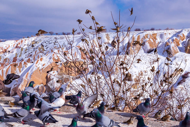 Прекрасный пейзаж голубей летит в Каппадокийской голубиной долине, Учисар, Турция. Стая пушистых голубей на белом снегу в Долине голубей зимой. Снежный пейзаж
 - Фото, изображение