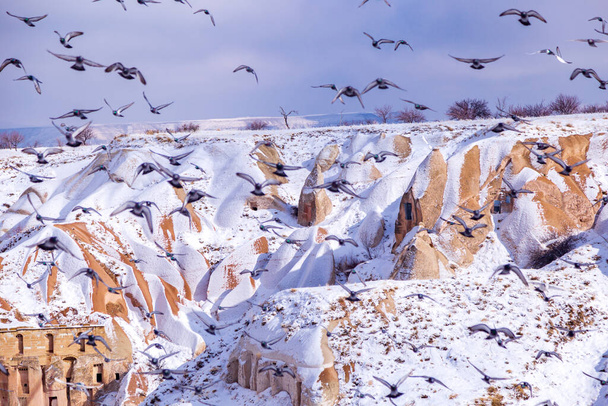 Beautiful landscape of pigeons are flying in Cappadocia pigeon valley, Uchisar, Turkey. Flock of fluffy pigeons on white snow in Pigeon Valley in winter. Snowy landscape - Photo, Image