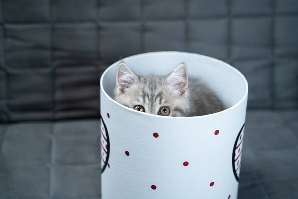Cute cat child of gray color Scottish Straight breed in form of gift in box with heart at home. Tabby kitten plays with a gift wrapping on the couch. Pet young best gift. Gift for St. Valentine's Day. - Photo, Image