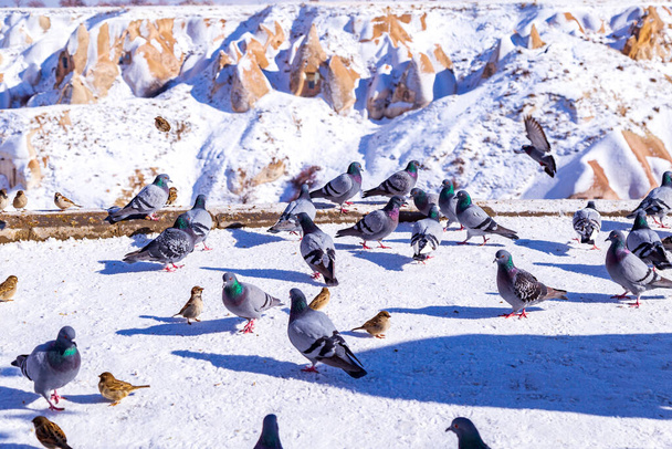 ハトの美しい風景は、カッパドキアのハト谷、ウチサール、トルコで飛んでいます。冬のピジョンバレーの白い雪の上にふわふわのハトの群れ。雪景色 - 写真・画像