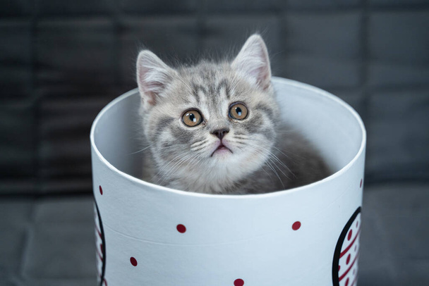 A cheerful kitten plays with a gift box looking in and out of it back and forth at home on the couch. A gray-colored child cat of the Scottish Straight breed is having fun with a box with a heart. - Photo, Image