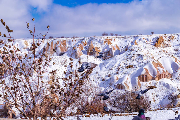 Türkiye 'nin Uchisar kentindeki Kapadokya güvercin vadisinde güzel güvercinler uçuyor. Kışın Güvercin Vadisi 'nde beyaz kar üzerinde tüylü güvercin sürüsü. Karlı manzara - Fotoğraf, Görsel