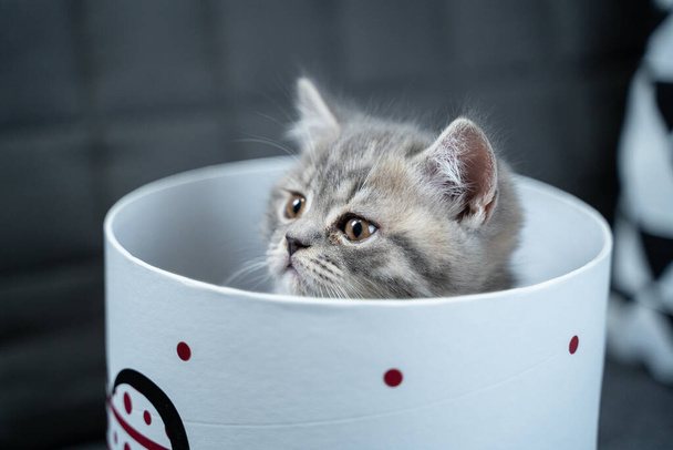 A cheerful kitten plays with a gift box looking in and out of it back and forth at home on the couch. A gray-colored child cat of the Scottish Straight breed is having fun with a box with a heart. - Photo, Image
