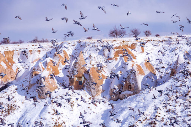 Bellissimo paesaggio di piccioni stanno volando in Cappadocia valle dei piccioni, Uchisar, Turchia. Stormo di soffici piccioni sulla neve bianca nella valle dei piccioni in inverno. Paesaggio innevato
 - Foto, immagini
