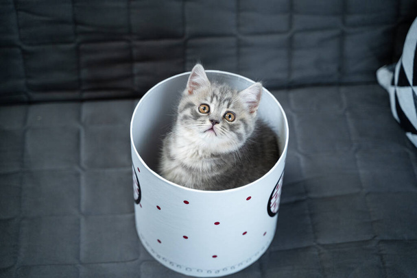 Funny gray Scottish Straight kitten plays jumping and looks out of gift box with heart on sofa at home. Funny baby cat tabby indulges with gift packaging. Kitty peeking out of gift box. Pet gift. - Photo, Image